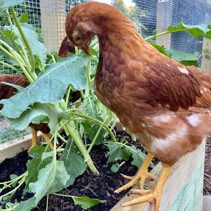 Meet your Posher, Emma